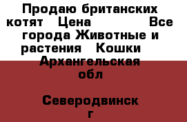 Продаю британских котят › Цена ­ 30 000 - Все города Животные и растения » Кошки   . Архангельская обл.,Северодвинск г.